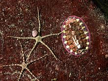 Lined Chiton (Tonicella lineata) with Gray Brittle Star (Ophiura lutkeni)