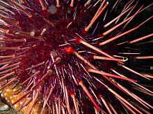 Red Sea Urchin (Strongylocentrotus franciscanus)