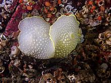 Hudson's Dorid (Acanthodoris hudsoni), nudibranch species