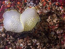 Hudson's Dorid (Acanthodoris hudsoni)