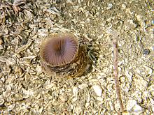 Slime-tube feather duster (Myxicola infundibulum), worm