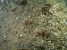 Gray Brittle Stars (Ophiura lutkeni)