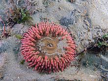 Stubby Rose Anemone (Urticina coriacea)