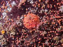 Creeping Pedal Sea Cucmber (Psolus chitonoides)