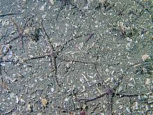 Gray Brittle Stars (Ophiura lutkeni)