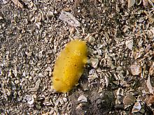 Heath's Dorid (Geitodoris heathi) - Nudibranch