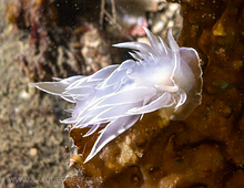 Alabaster Nudibranch (Dirona albolineata)