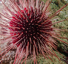 Red Sea Urchin (Strongylocentrotus franciscanus)