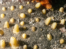 Aggregated nipple sponge (Polymastia pachymastia)