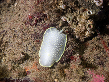 Yellow-edged Cadlina  (Cadlina luteomarginata)