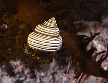 Blue Topsnail, (Calliostoma ligatum)