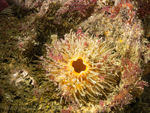 Bristly Tunicate (Halocynthia igaboja)