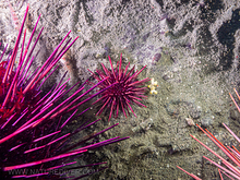 Juvenile Red Sea Urchin