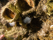 Short Plumose Anemone (Metridium senile)