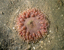 Stubby Rose Anemone (Urticina coriacea)