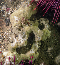 Unknown Sponge