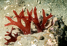 Red Seaweed