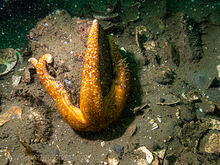 Ochre Star (Pisaster ochraceus)