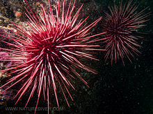 Red Sea Urchin (Mesocentrotus franciscanus)