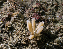 Stalked Vase Sponge (Leucilla nuttingi)