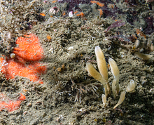 Stalked Vase Sponge (Leucilla nuttingi)