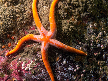 Blood Star (Henricia leviuscula)