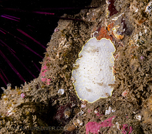 Yellow-rimmed nudibranch (Cadlina luteomarginata)