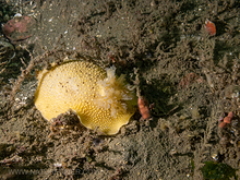 Noble sea lemon (Peltodoris nobilis)