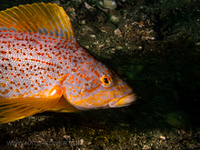 Kelp Greenling (Hexagrammos decagrammus)