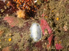 Yellow-rimmed nudibranch (Cadlina luteomarginata)