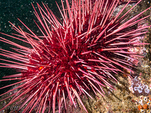 Red Sea Urchin (Mesocentrotus franciscanus)