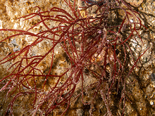 Red spaghetti seaweed (Sarcodiotheca gaudichaudii)