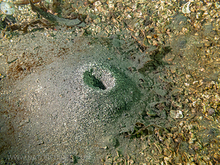 Clam hole