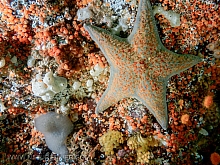 Leather Star (Dermasterias imbricata)