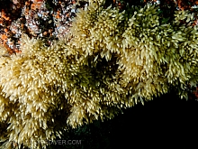 Eggs - Wrinkled Dogwinkle snail (Nucella lamellosa)