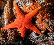 Vermillion Star (Mediaster aequalis)