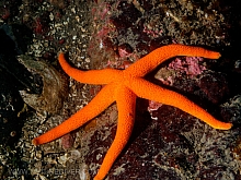 Blood Star (Henricia leviuscula)