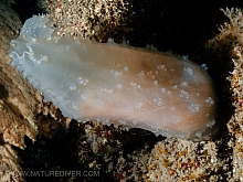 Glassy Tunicate (Ascidia paratropa)