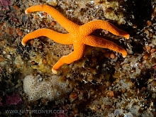 Blood Star (Henricia leviuscula)