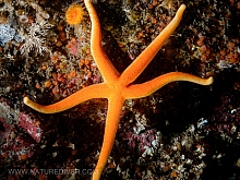 Blood Star (Henricia leviuscula)