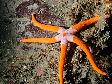 Blood Star (Henricia leviuscula)