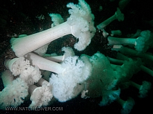 Giant Plumose anemone (Metridium farcimen)