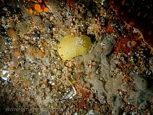 Heath's Dorid (Geitodoris heathi)