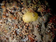 Heath's Dorid (Geitodoris heathi)