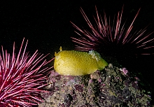 Heath's Dorid (Geitodoris heathi)