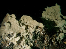 Unknown Sponge