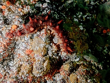 California Sea Cucumber (Parastichopus californicus)