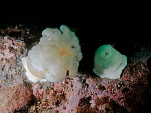 Giant Plumose anemone (Metridium farcimen)