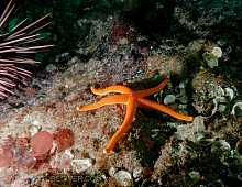 Blood Star (Henricia leviuscula)