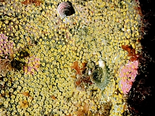 Yellow Boring Sponge (Cliona californiana)